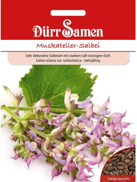 Dürr Muskateller-Salbei Saatgut - Bild 1