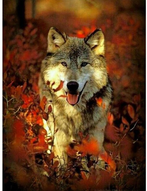 FIYO Diamant-Malerei Wolf Motiv mit runden Steinen, Mehrfarbig, B/H: 20 x 30 cm - Bild 1