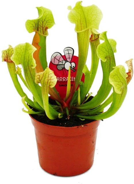 Exotenherz Sarracenia Smoorii Fleischfressende Schlauchpflanze Trompetenkrug im 9cm Topf - Bild 1