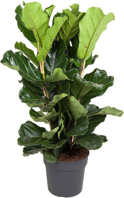 GROW by OBI Geigenfeige Ficus Lyrata, Höhe: 135 cm, Topf Durchmesser: 34 cm - Bild 1