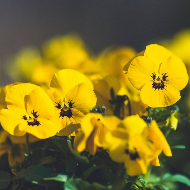 Gelb-schwarzes Hornveilchen Viola als mehrjährige Pflanze von Mein schöner Garten Shop - Bild 1