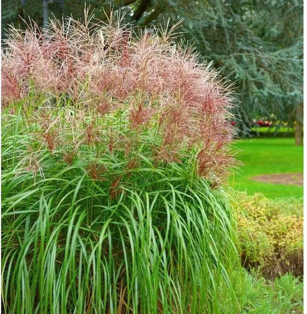 Miscanthus sinensis Chinaschilf Boucle im XXXL Topf, lila und grün - Bild 1