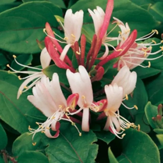 Arborix Geißschlinge Red World Lonicera japonica buntlaubig im Container, Höhe: 50 bis 60 cm - Bild 1