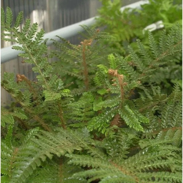 Japanischer Glanzschildfarn Polystichum polyblepharum in grünem Topf von Nr-01.de - Bild 1