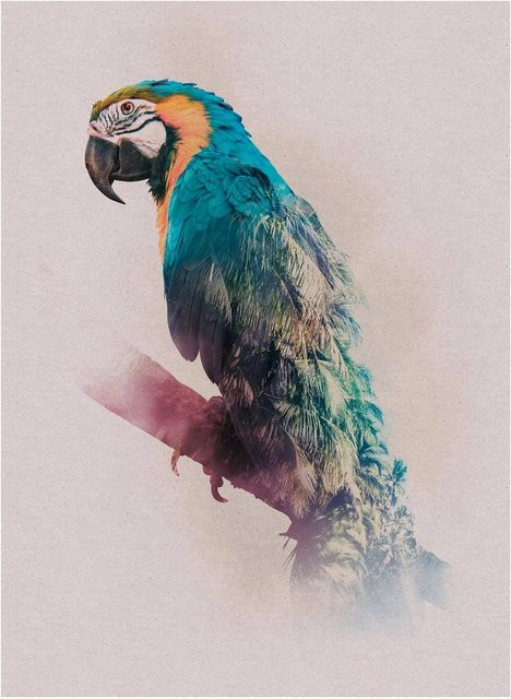 Komar Wandbild Animals Parrot aus Qualitätsvlies, Multicolor, Breite: 30 cm, Höhe: 40 cm - Bild 1