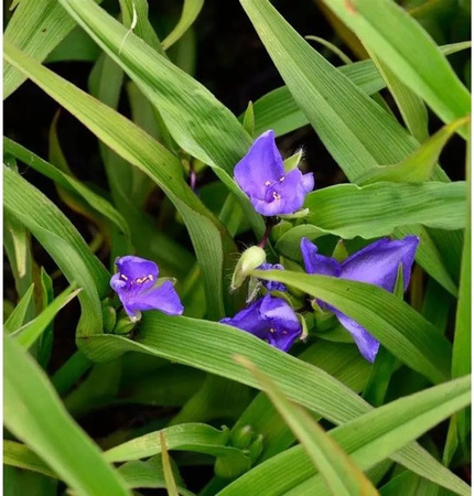 Tradescantia andersoniana Zimmerpflanze und Gartenpflanze Nr-01.de