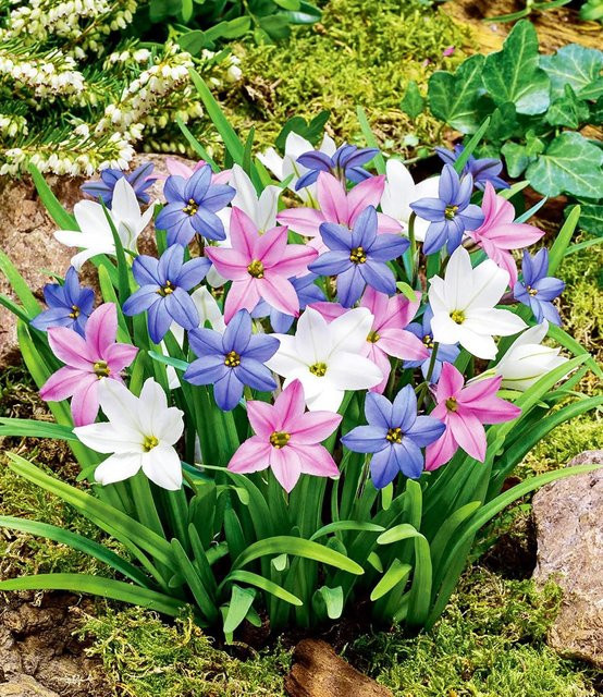 Frühlingsstern-Farbtrio - Bild 1