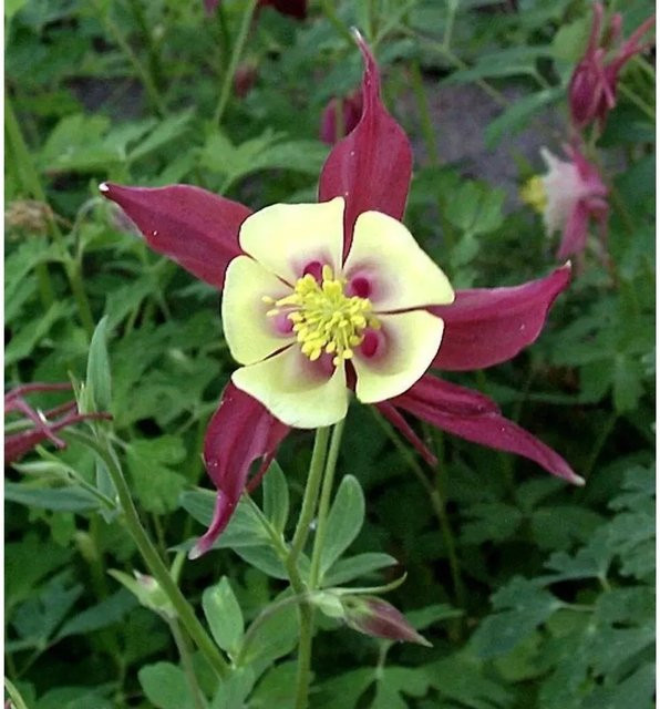 Akelei Aquilegia caerulea in Koralle als mehrjährige Gartenpflanze - Bild 1