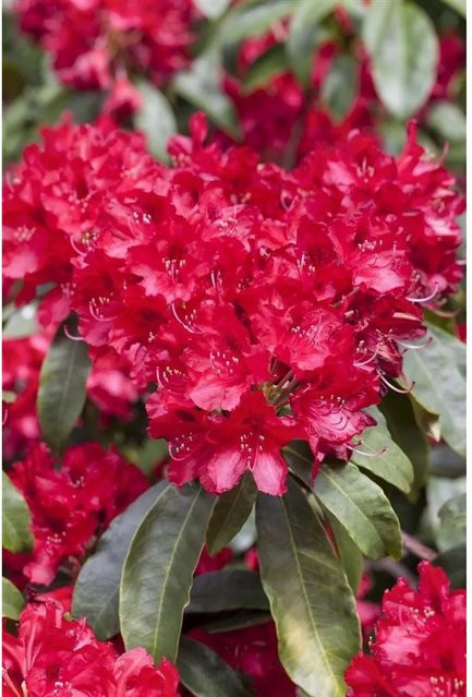 Rhododendron Hybr. Red Jack in leuchtendem Rot, Höhe: 60–70 cm - Bild 1