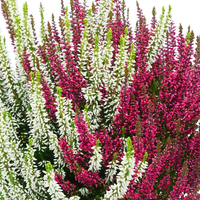 Besenheide Twingirls rot und weiß als Zierstrauch für deinen Garten und Balkon - Bild 1