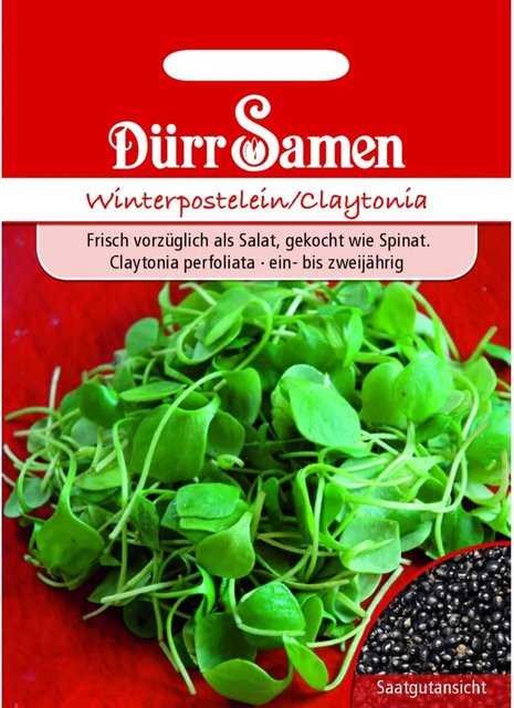 Dürr Winterpostelein Saatgut 1000 g - Bild 1