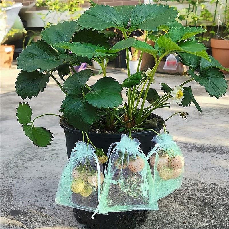 WIKHOSTAR Obstschutzbeutel aus Mesh zur Schädlingsbekämpfung und als Anti-Vogel-Schutz für Trauben und Gartenobst - Bild 4
