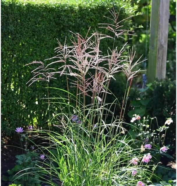 Miscanthus sinensis Chinaschilf Ibiza Ziergras in grünem XXXL Topf von Die Nr-01.de - Bild 1