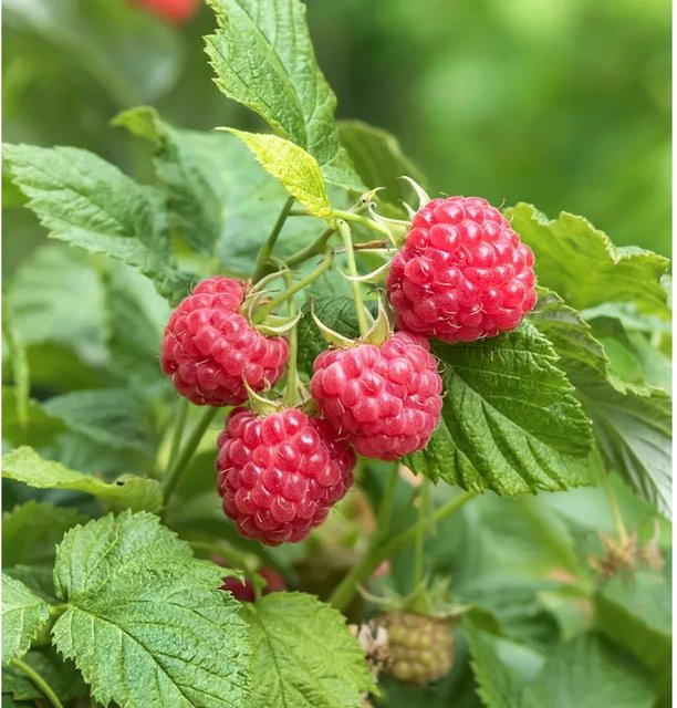 Himbeere Autumn Belle Rubus idaeus rote Beerenstrauch von Nr-01.de - Bild 1