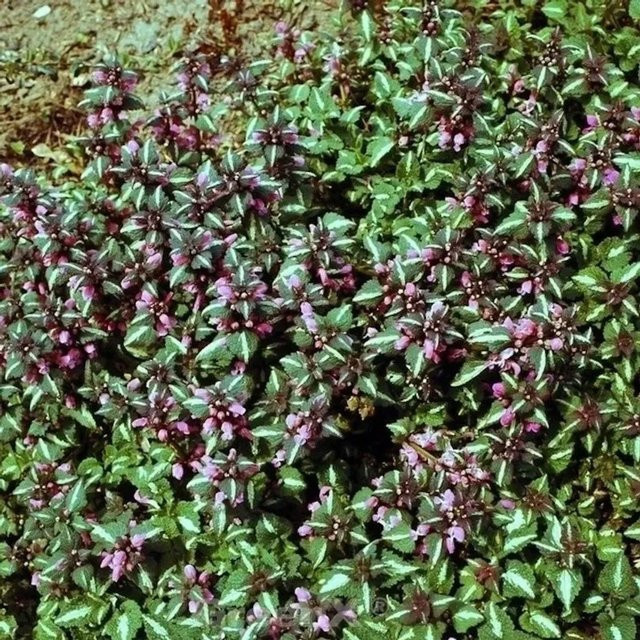 Lamium maculatum Waldnessel Argenteum silber-grüner Bodendecker für den Garten - Bild 1