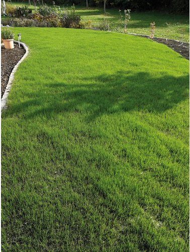 easygreen Saatgutmatte Trockenrasen in Bio-Qualität - Bild 1