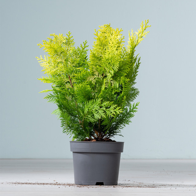 Scheinzypresse Ivonne Chamaecyparis lawsoniana von BLUME2000 als Nadelgehölz für deine Hecke - Bild 1