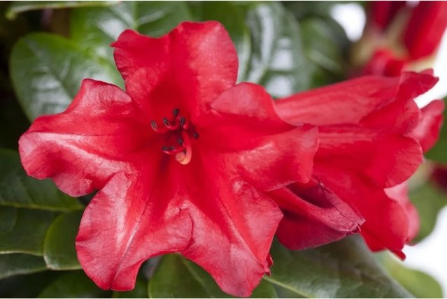 Rhododendron Repens Scarlet Wonder Zierstrauch in Leuchtend Rot, Höhe: 40–50 cm - Bild 1