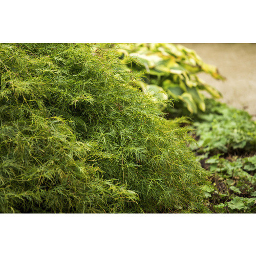 Gartenkrone Grüner Schlitzahorn Acer palmatum Dissectum Viridis in Grün - Bild 1