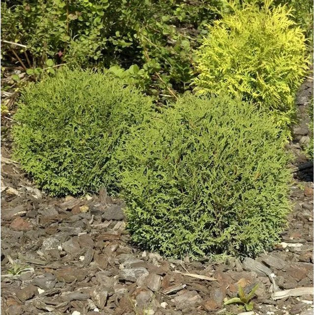 Thuja occidentalis Danica Lebensbaum Kugel in Grün für den Garten - Bild 1