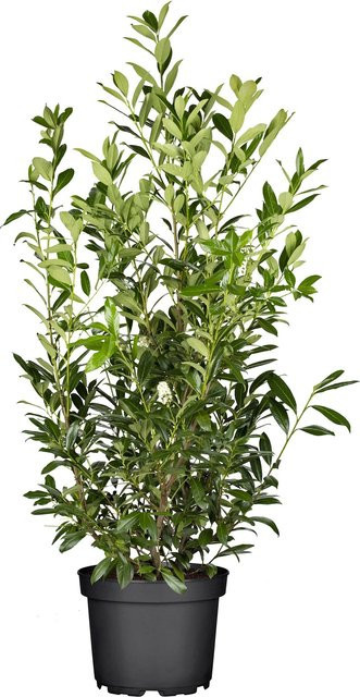 GROW by OBI Kirschlorbeer Caucasica Prunus Heckenpflanze, Höhe: 100 cm, Topf: 10 cm, Grün/Weiß - Bild 1