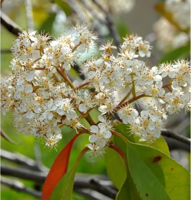 Photinia fraseri Glanzmispel Carre Rouge Zierstrauch, Höhe: 40-60 cm - Bild 1