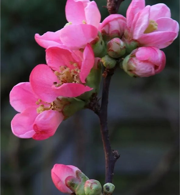 Zierquitte Pink Lady Chaenomeles als Hochstamm in Pink für den Garten - Bild 1