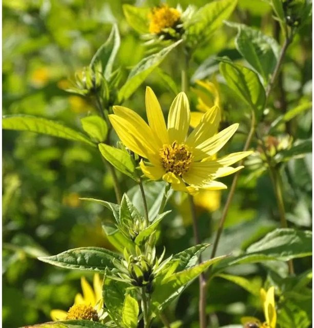 Gelbes Sonnenröschen Helianthemum nummularium als Bodendecker und Stauden für Steingärten und Einfassungen - Bild 1