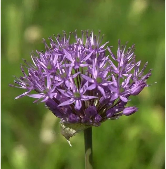 Granat Kugellauch Allium atropurpureum lila Staude für den Garten - Bild 1