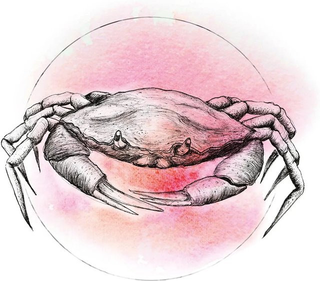 Komar Wandbild Crab Watercolor Paper Poster Breite: 30 cm, Höhe: 40 cm - Bild 1