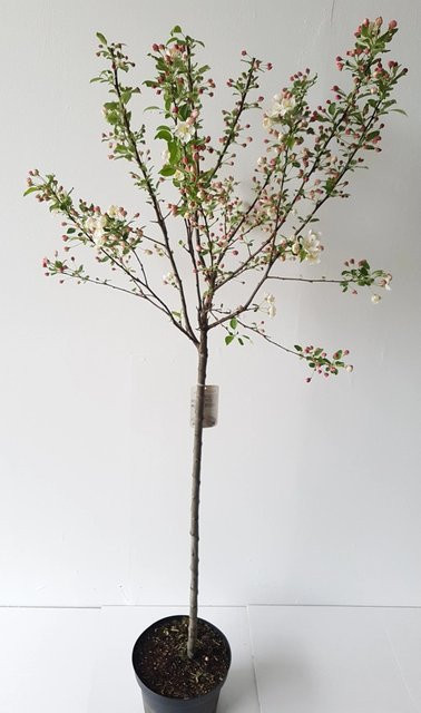 Pflanzen-Boering Malus Evereste Zierapfel Stämmchen, Gesamthöhe: 170-180 cm, Stammhöhe: 120 cm - Bild 1