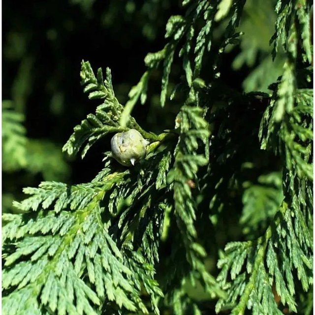 Blaue Nootka Scheinzypresse Chamaecyparis nootkatensis Glauca, Höhe: 80-100 cm - Bild 1