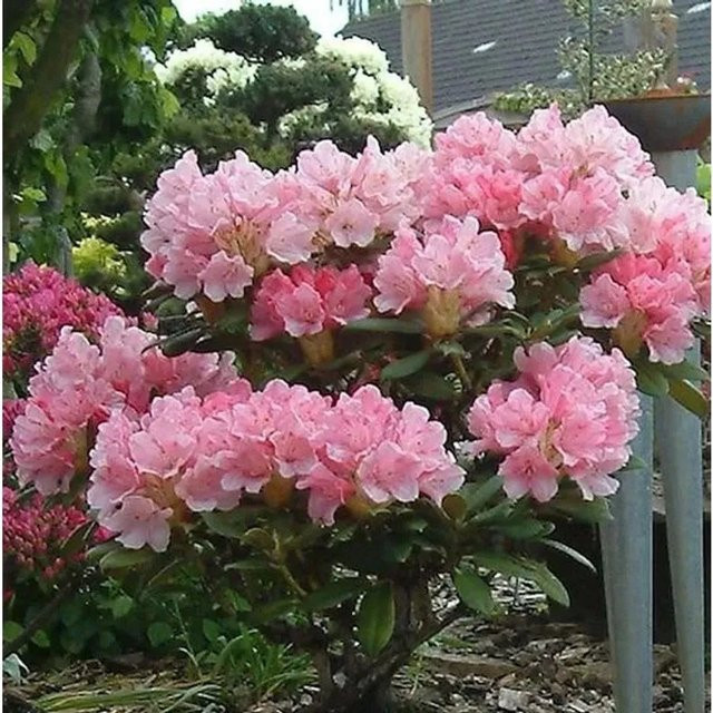INKARHO Rhododendron Loreley Yakushimanum Strauch - Bild 1