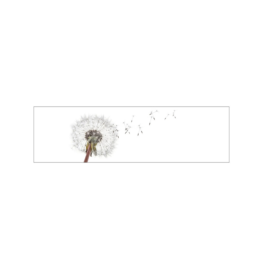 MySpotti Küchenrückwand Profix Cucina Dandelion in Weiß-Grau mit Aluminium, Breite: 210 cm, Höhe: 60 cm - Bild 1