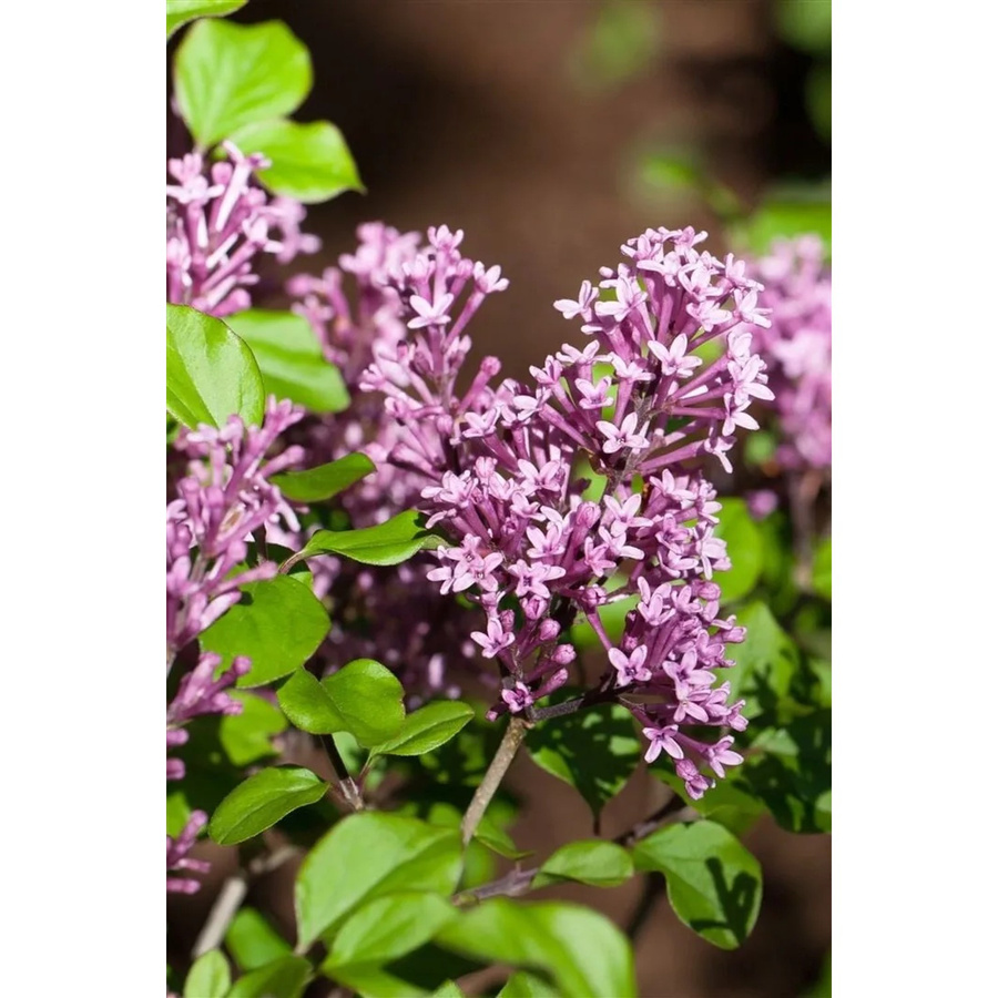 Syringa Meyeri Palibin Zwergflieder in Lila, Zierstrauch für den Garten und Außenbereich, Höhe: 60–80 cm - Bild 2