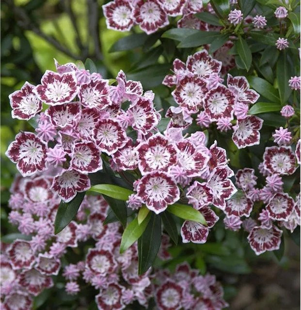 Berglorbeer Minuet Kalmia latifolia Zierstrauch für den Garten, Höhe: 50-60 cm - Bild 1