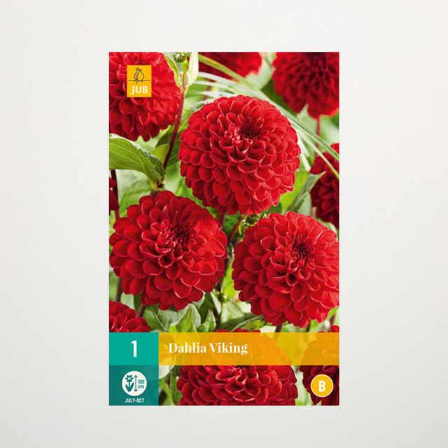 Pompon-Dahlie Viking Knolle von BLUME2000 - Bild 1