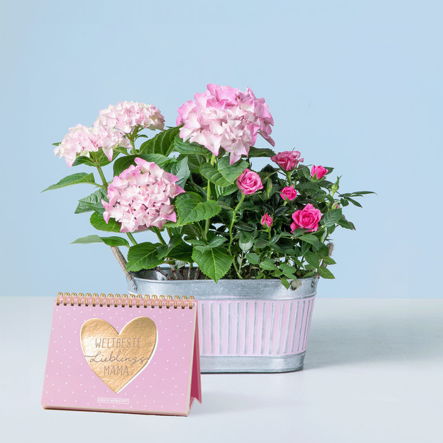 BLUME2000 Weltbeste Lieblingsmama Topfpflanze für hellen bis halbschattigen Standort - Bild 1