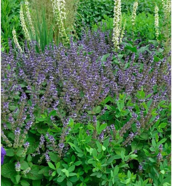 Quirlblütiger Salbei Salvia verticillata lila Zierpflanze von Nr-01.de - Bild 1