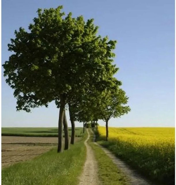 Hochstamm Kugelahorn Globosum Acer platanoides in Grün, Höhe: 150 cm - Bild 1
