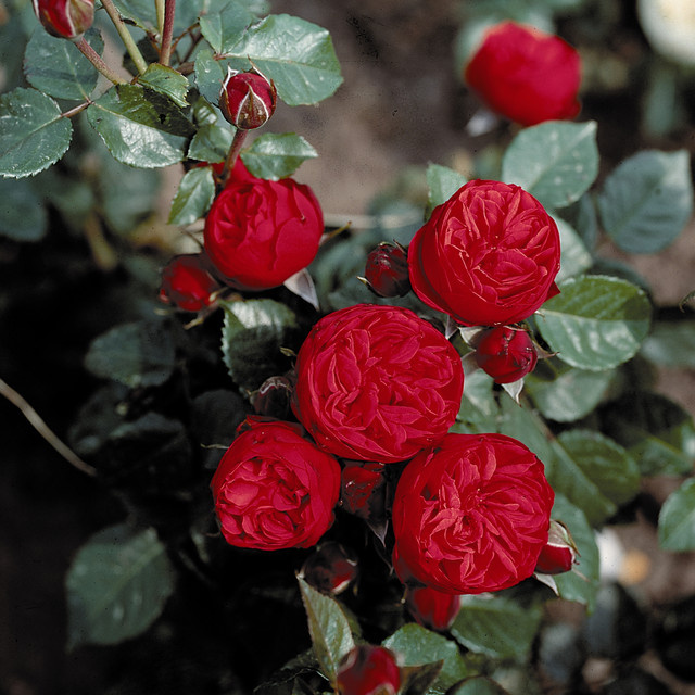 Edelrose Tantau Piano in Rose, wurzelnackt, Blütezeit Juni bis Oktober - Bild 1