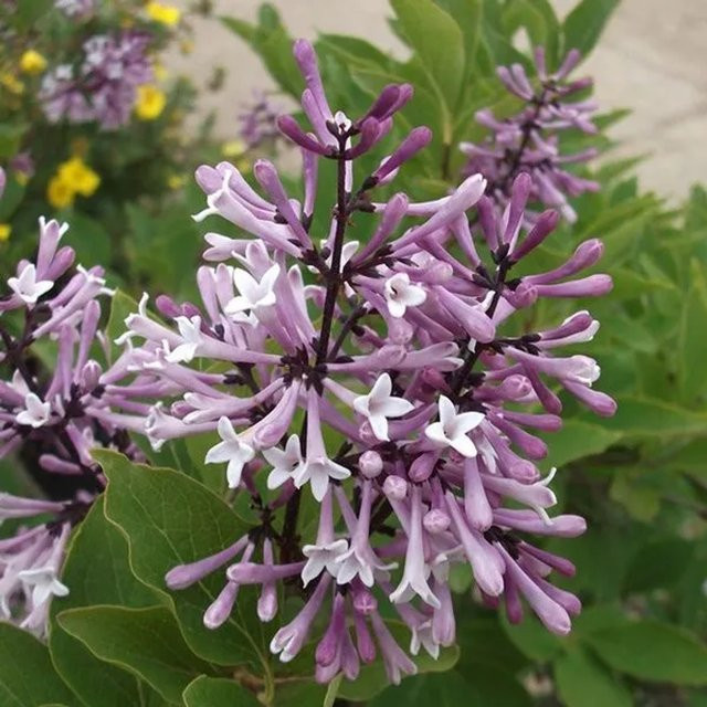 Arborix Zwergflieder Miss Kim Syringa patula in Container mit lila Blüten und Herbstfärbung, Höhe: 40 bis 60 cm - Bild 1