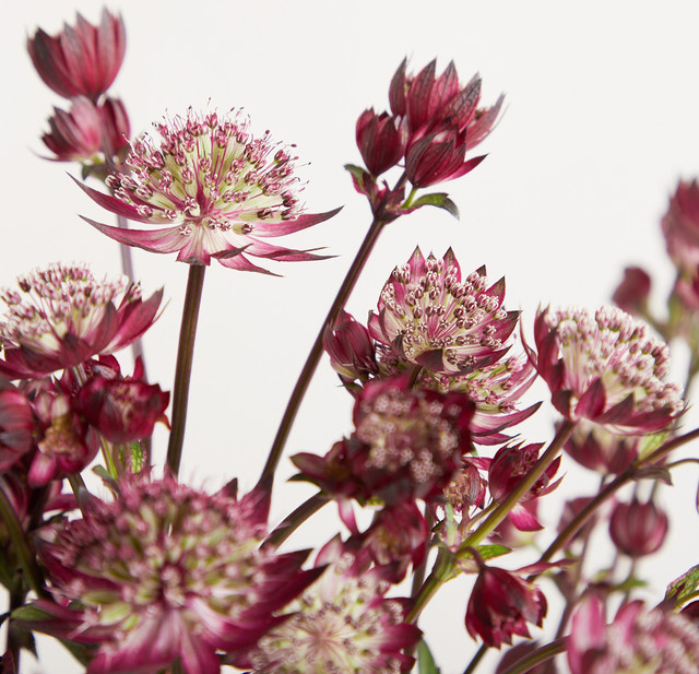 Blume2000 Astrantien Rosa 'Roma' Bunch - Bild 1