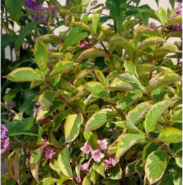 Buntblättrige Weigelie Weigela florida als Ziergehölz in Weiß und Gelb, Höhe: 30-40 cm - Bild 1