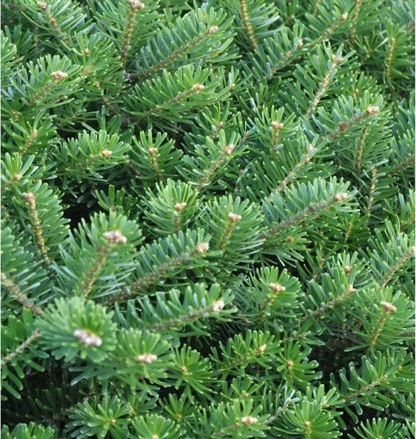 Abies koreana Zwerg Koreatanne Hochstamm von Nr-01.de, 40-60 cm Höhe, grün-silber - Bild 1