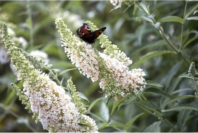 Buddleja Schmetterlingsstrauch White Profusion von Pflanzen für dich, Höhe: 80-100 cm - Bild 1