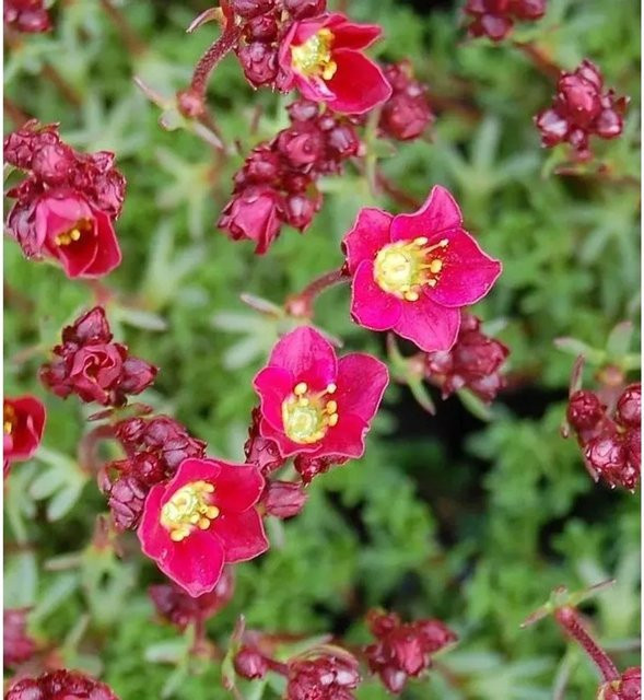 Saxifraga arendsii Moossteinbrech Peter Pan Bodendecker mit gelben und weißen Blüten von Nr-01.de - Bild 1