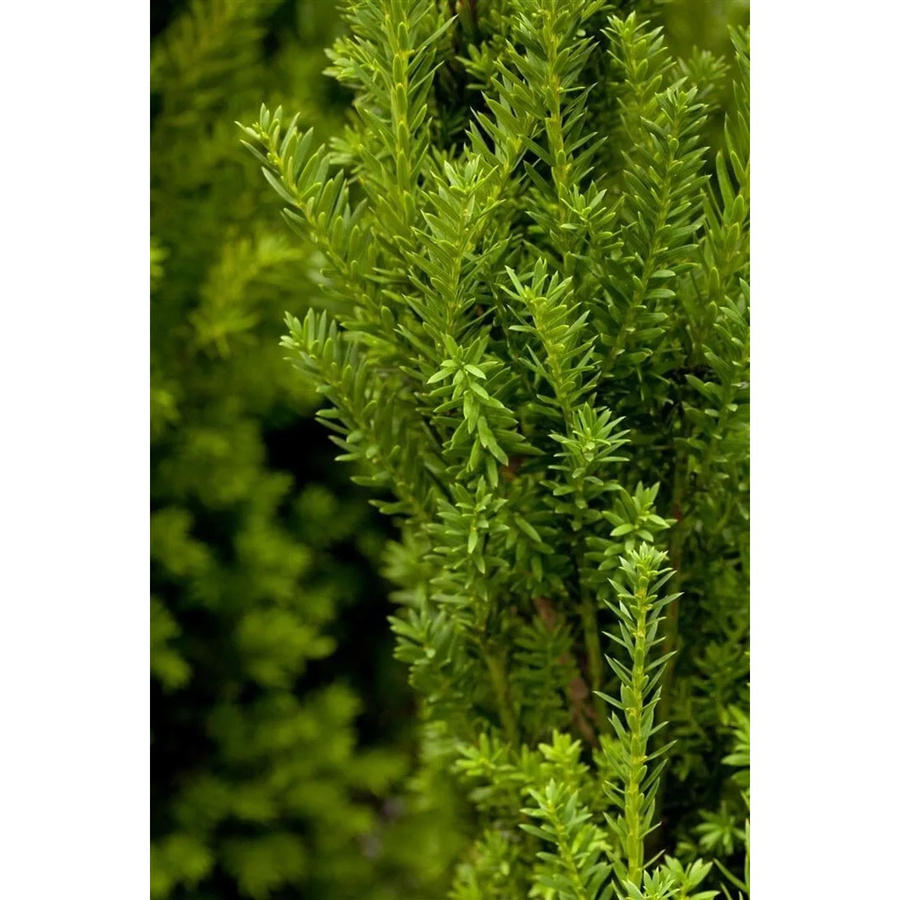 Taxus media Hillii Eiben-Heckenpflanze Grün, Höhe: 100-125 cm - Bild 2