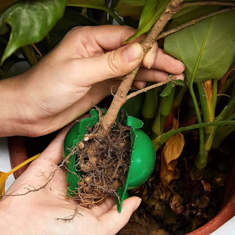 5er Set IFITU PUBO Pflanzboxen zur Pflanzenvermehrung in Grün für Garten und Haushalt - Bild 5