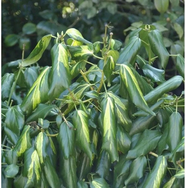 Hedera colchica Kaukasischer Efeu Sulphur Heart Bodendecker in Grün, Höhe: 60-80 cm - Bild 1